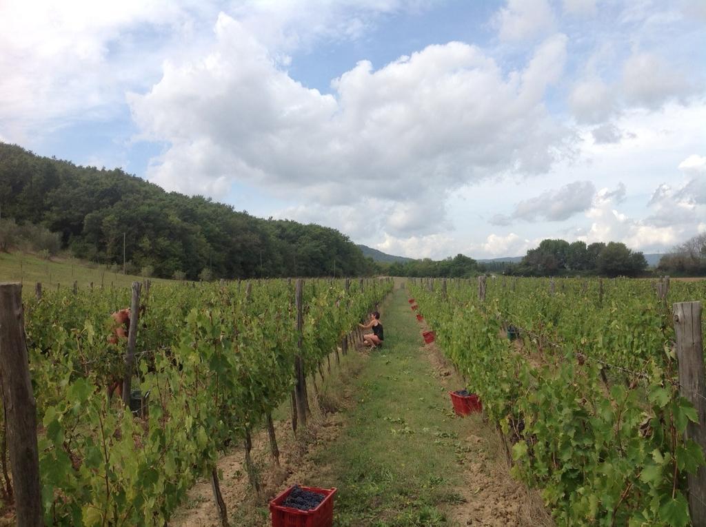 Agriturismo Podere Mulinaccio Ribolla Екстериор снимка